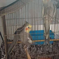 عروس هلندی مولد