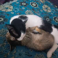 واگذاری فوری گربه|گربه|ماهان, |دیوار