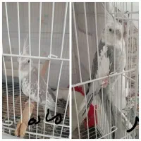 عروس هلندی جفت ومولد