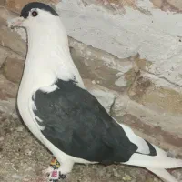 کبوتر ساده افغان