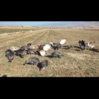 تخم بوقلمون نطفه دار