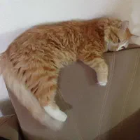 گربه خانگی نر میباشد واگزاری فقظ شاهین شهز