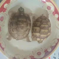 مجسمه فروشی حراجی|مجسمه، تندیس، ماکت|زابل, |دیوار