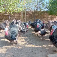 بوقلمون گوشتی (ارگانیک)|حیوانات مزرعه|قیدار, |دیوار