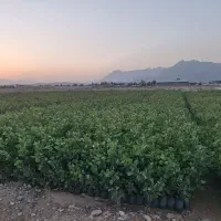 نهال پسته