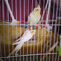 عروس هلندی لوتینو جفت