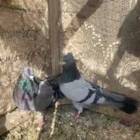 کبوتر اصفهانی