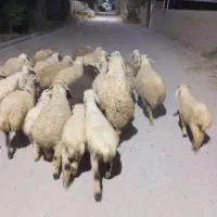 میش