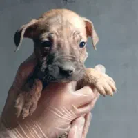 سگ نگهبان وگارد|سگ|بیرجند, |دیوار