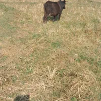 فروش. ورازگوله ۲راس گوساله ماده ویک راس گاو محلی|حیوانات مزرعه|ماسال, |دیوار