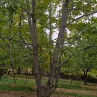 خرید درخت گردو چوب|خدمات باغبانی و درختکاری|یاسوج, |دیوار