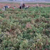 جویایه کار|خدمات باغبانی و درختکاری|فیروزآباد (فارس), |دیوار