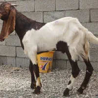 کهره نر پاکستانی اصل و ۳عدد بز دورگ