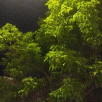 هرس وسم پاشی داخل شهر