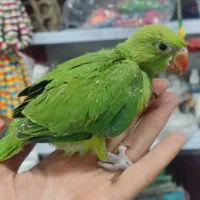 جوجه طوطی ملنگو