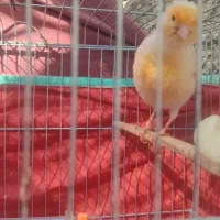 فروش قناری|پرنده|برازجان, |دیوار