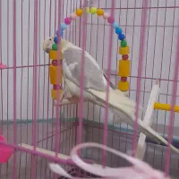 عروس هلندی نر