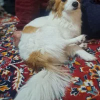 سگ پامر|سگ|مشهد, تبادکان|دیوار