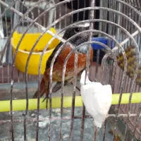 سهره معاوضه با سهره رسمی