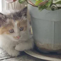 واگذاری گربه dsh