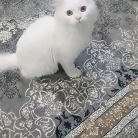 گربه پرشین نر یک سال و نیمه|گربه|تنکابن, |دیوار