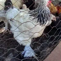 مرغ وخروس