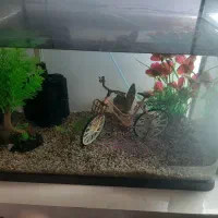 آکواریوم سالم و ارزان فروشی|ماهی|کتالم و سادات شهر, |دیوار