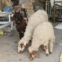 میش عربی دو بره ایی|حیوانات مزرعه|طسوج, |دیوار