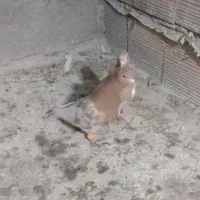 کبوتر|پرنده|جغتای, |دیوار