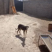 تازی با ۵ تا توله توافقی