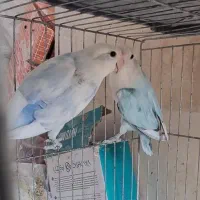 طوطی برزیلی مولد و عروس هلندی لوتینو مولد|پرنده|بومهن, |دیوار