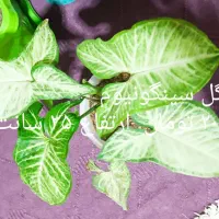 گل طبیعی اپارتمانی|گل و گیاه طبیعی|هریس, |دیوار