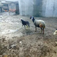 تعداد ۱۰ راس‌گوسفند زاییده و آبستن داشتی