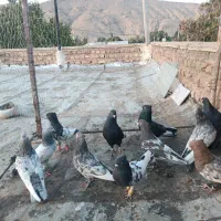 دسته کفتری بهبونی