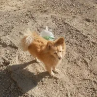 گمشده امانت دست من بود|سگ|رباطکریم, رباطکریم|دیوار