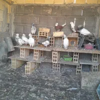 به دلیل نداشتن وقت|پرنده|اصفهان, عمان سامانی|دیوار