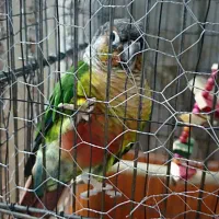 گرینچیک گم شده|حیوانات|فردیس, شهرک ارم|دیوار