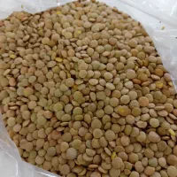 حبوبات