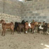 کهره نر وبره لامرد فداغ