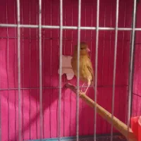 قناری|پرنده|رزن, |دیوار