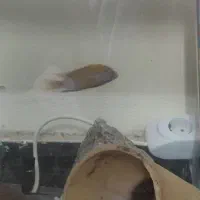 سچیلاید|ماهی|بندرعباس, |دیوار