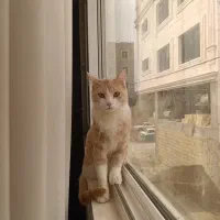 واگذاری گربه میکس بریتیش