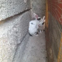 خرگوش