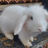 خرگوش لوپ معاوضه با پرنده