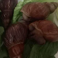 حلزون آچاتینا