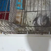 عروس هلندی  نر و ماده مولد