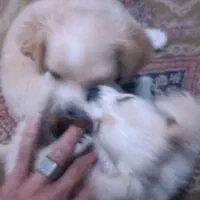 توله سگ اشپیتز. سگ آپارتمانی|سگ|آبادان, |دیوار