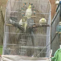 عروس هلندی و مرغ عشق