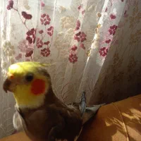 عروس هلندی|پرنده|سنگر, |دیوار