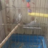 عروس هلندی معاوضه با باند